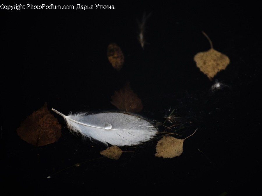 Water, Aquatic, Fish, Animal, Coho