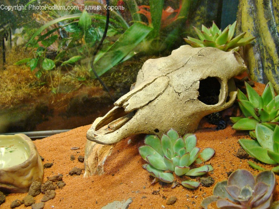 Plant, Ground, Wood, Road, Reptile