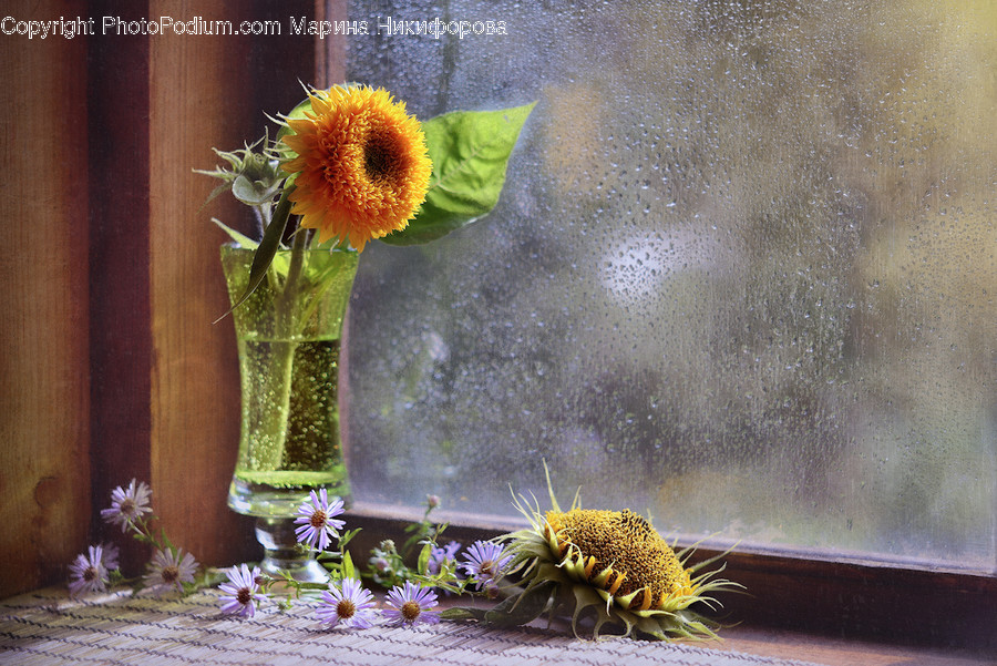 Plant, Flower, Blossom, Flower Arrangement, Flower Bouquet