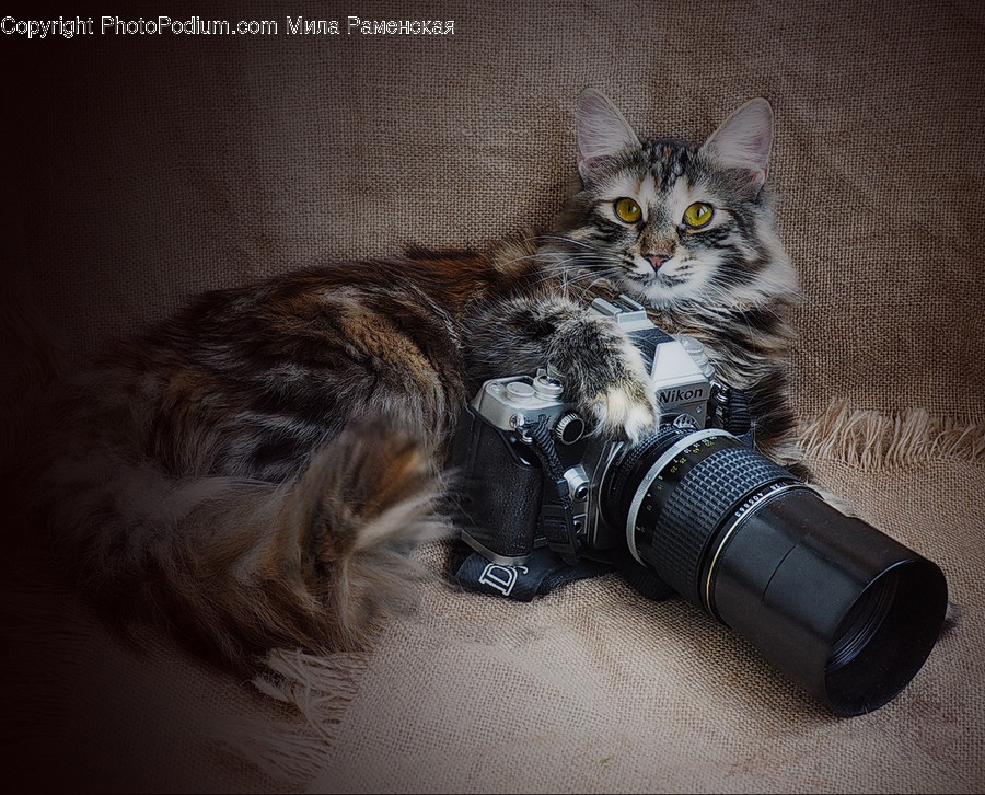 Electronics, Camera, Mammal, Animal, Pet