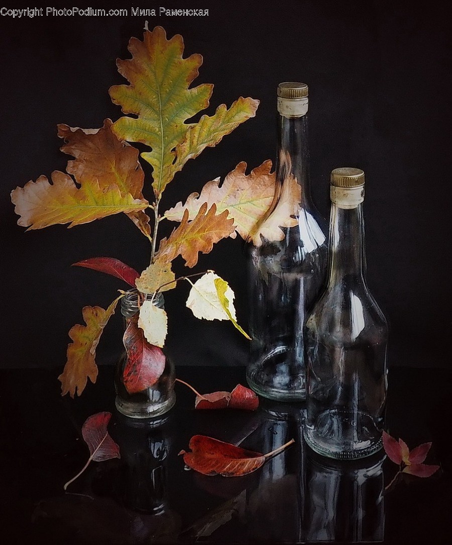 Leaf, Plant, Glass, Beverage, Alcohol