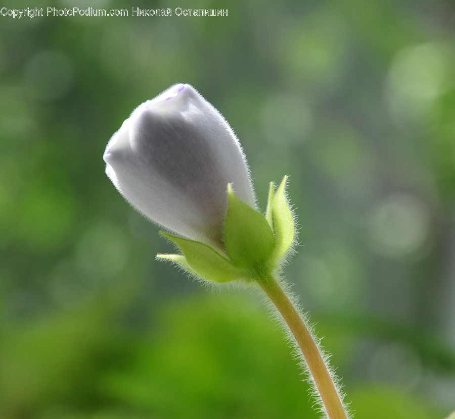 Geranium, Flower, Plant, Blossom, Petal