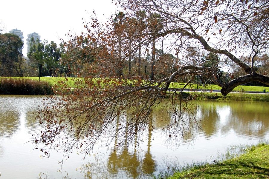 Water, Nature, Land, Outdoors, Tree