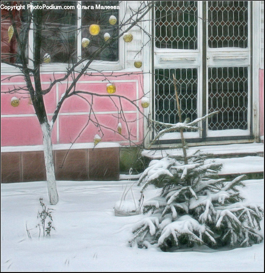 Blizzard, Outdoors, Snow, Weather, Winter, Conifer, Fir