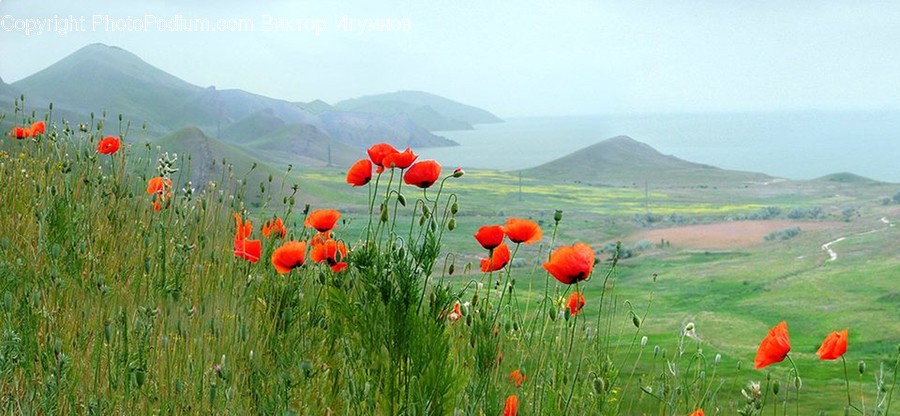 Plant, Blossom, Flower, Poppy, Nature