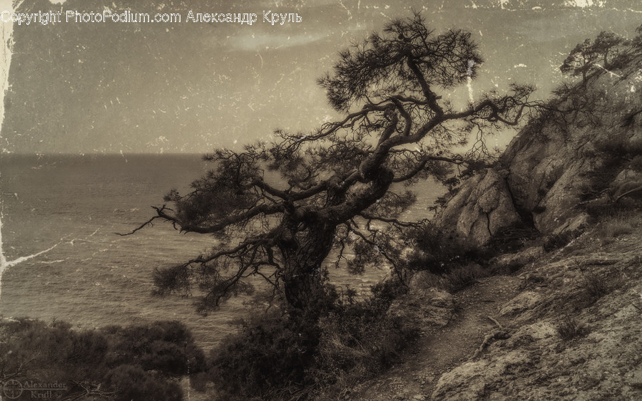 Tree, Plant, Tree Trunk, Nature, Outdoors