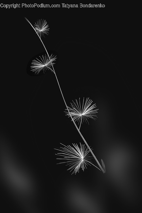 Plant, Flower, Blossom, Dandelion