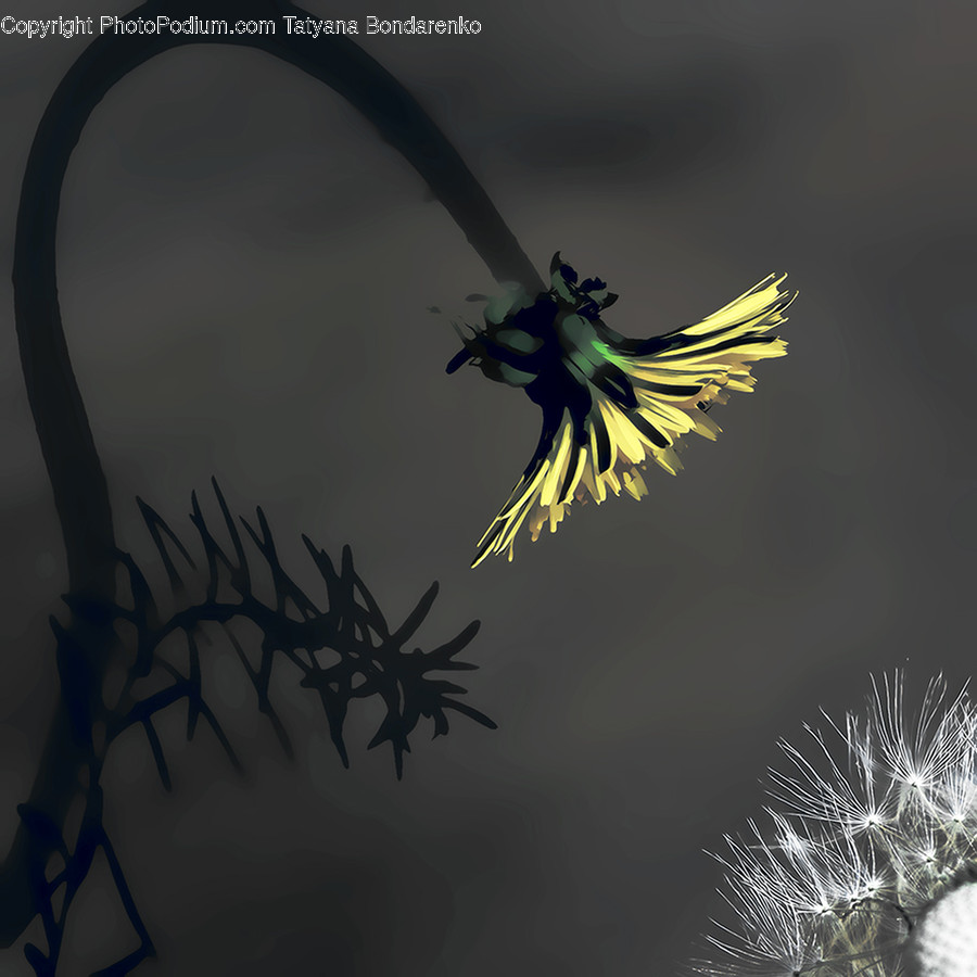 Plant, Flower, Blossom, Dandelion, Art