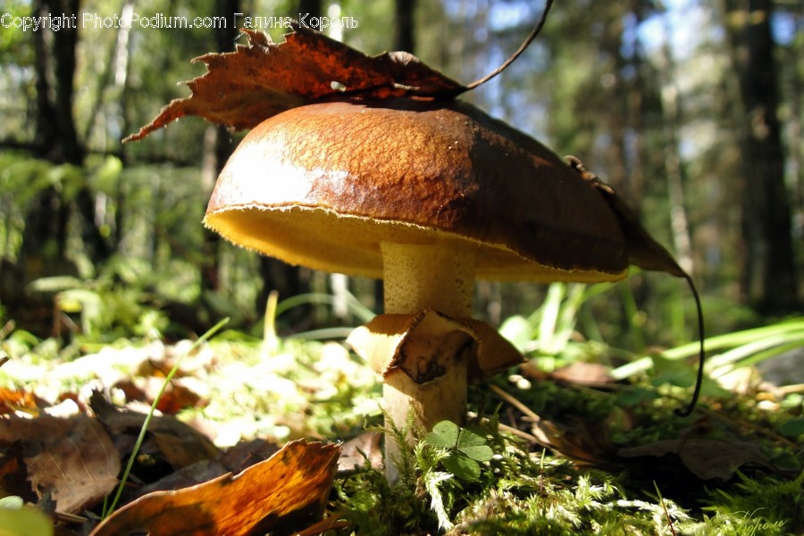 Fungus, Plant, Mushroom, Amanita, Agaric