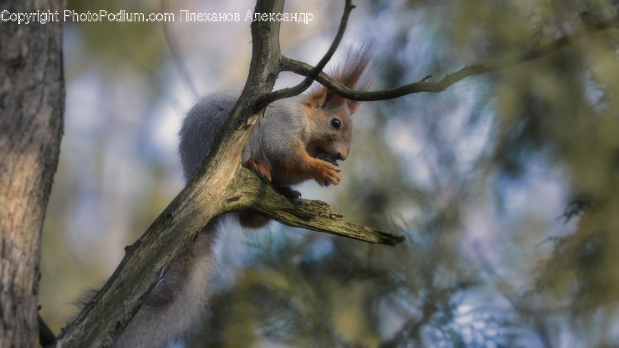 Mammal, Animal, Rodent, Squirrel, Bird