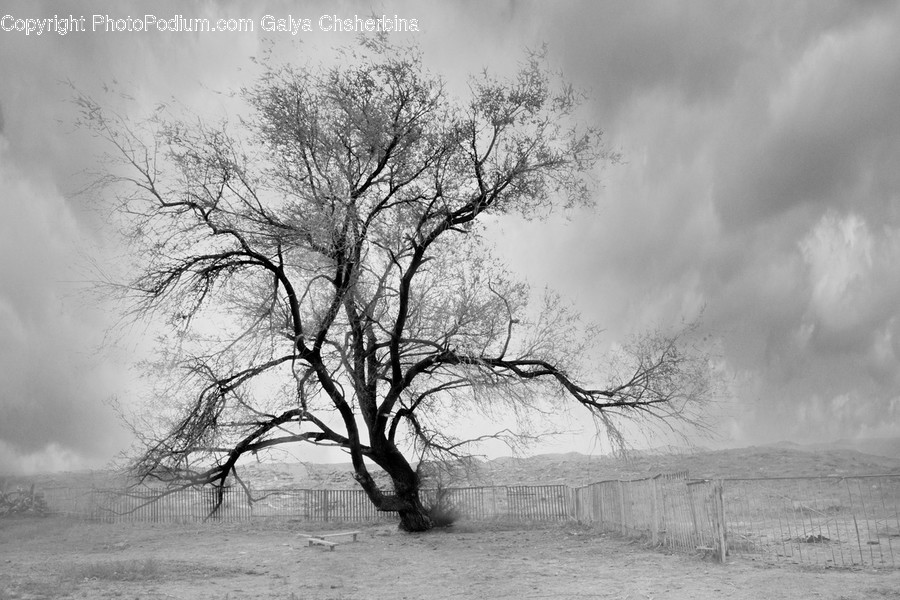 Plant, Tree, Nature, Tree Trunk, Outdoors