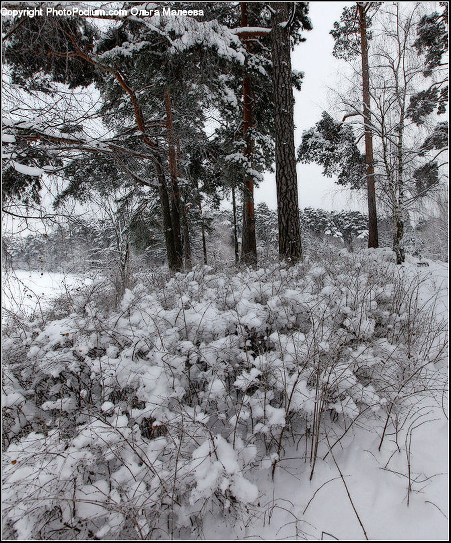 Blossom, Flora, Flower, Plant, Tree, Forest, Vegetation