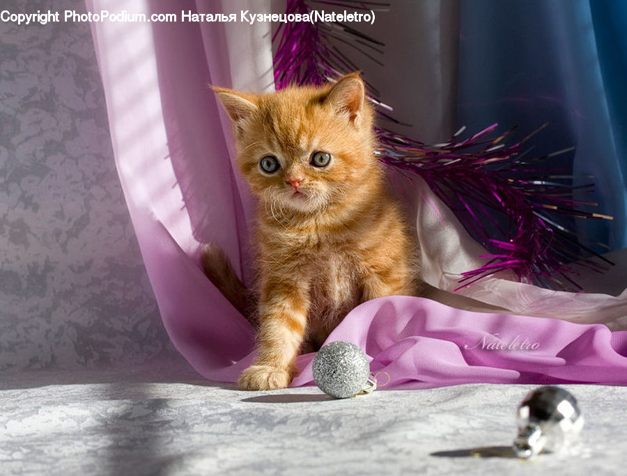 Animal, Cat, Kitten, Mammal, Pet, Manx, Abyssinian