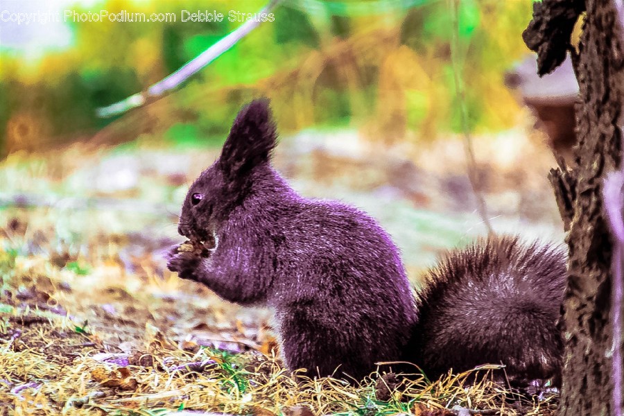 Mammal, Animal, Rodent, Rabbit, Bunny