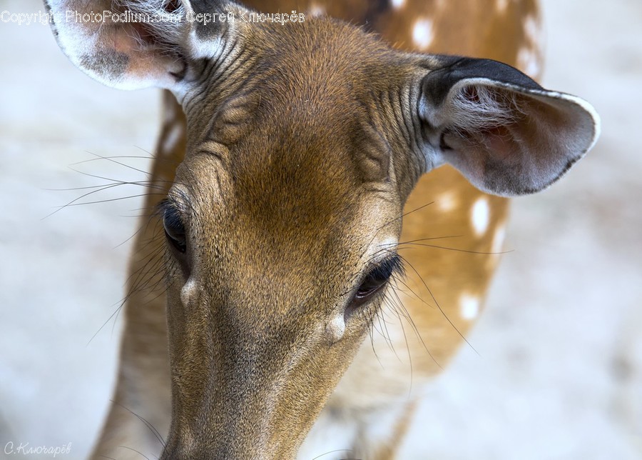 Animal, Antelope, Mammal, Wildlife, Deer