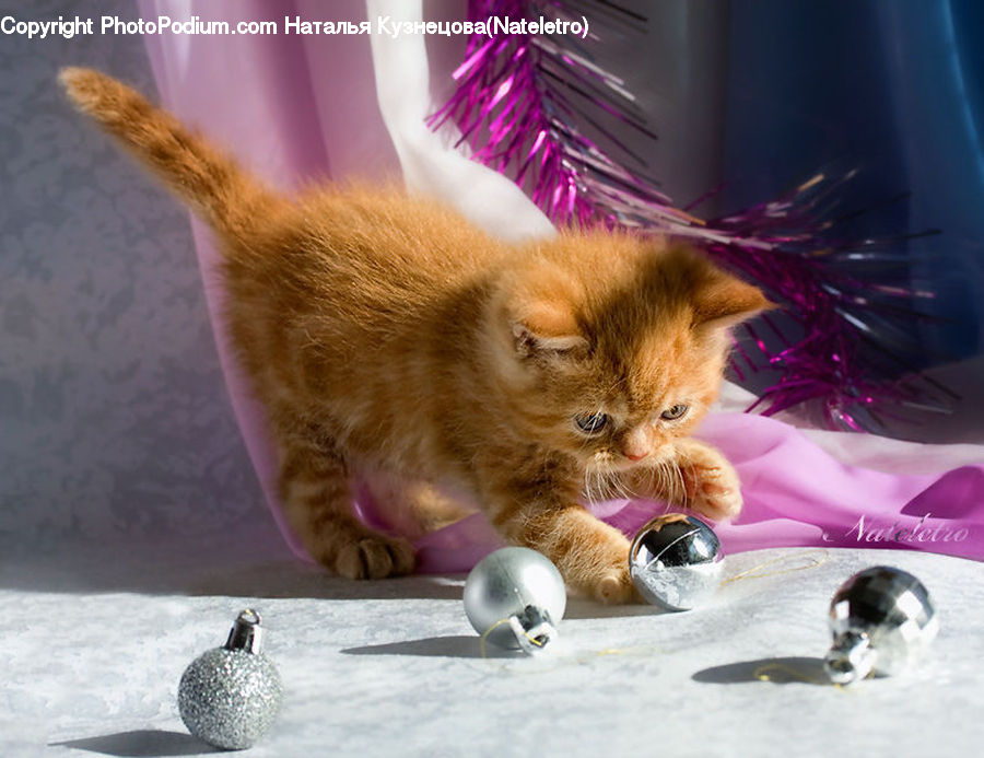 Glass, Abyssinian, Animal, Cat, Mammal, Pet, Manx