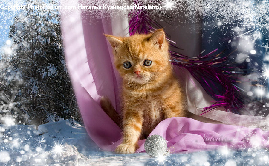 Animal, Cat, Kitten, Mammal, Pet, Abyssinian, Manx