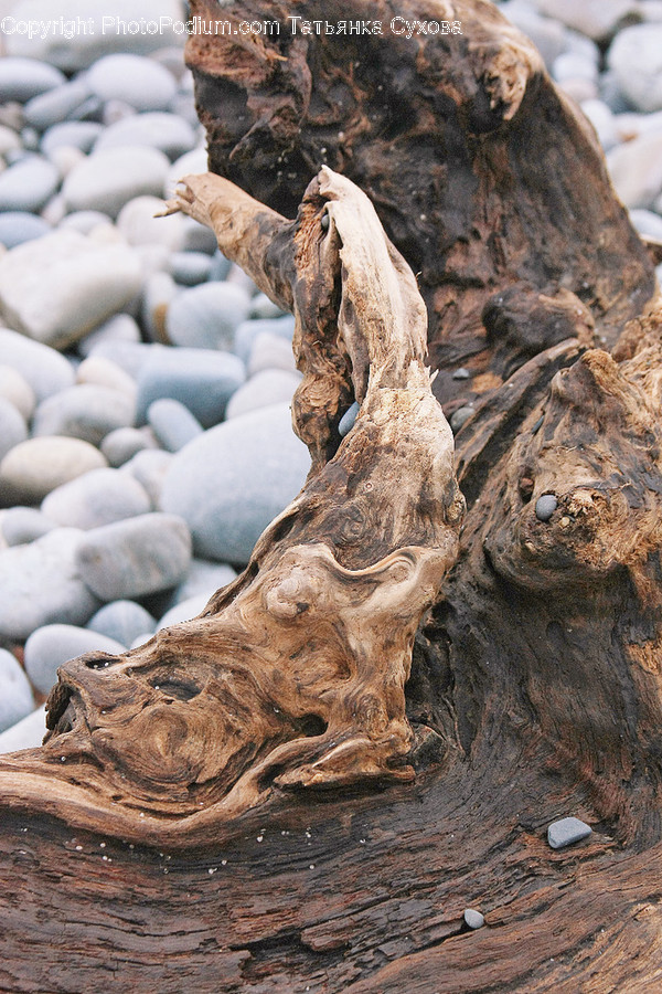 Wood, Driftwood, Plant, Rock, Animal