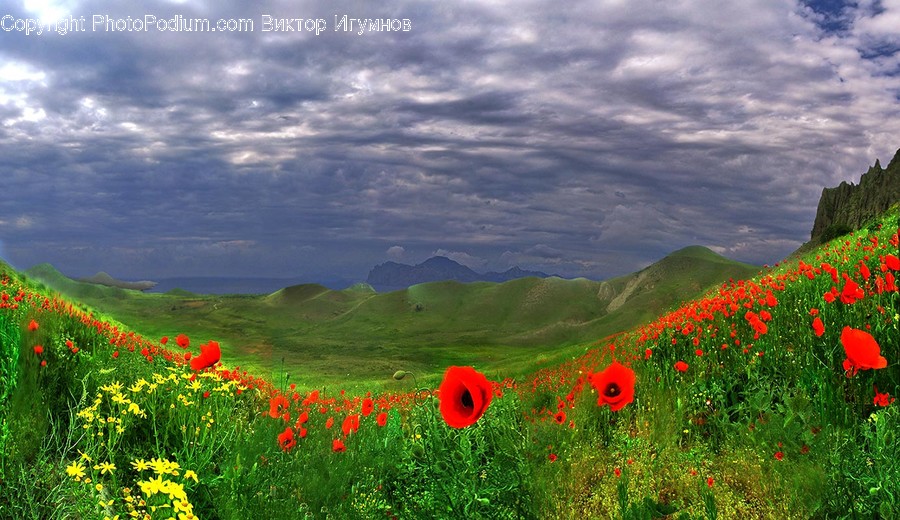 Grassland, Outdoors, Field, Nature, Rural