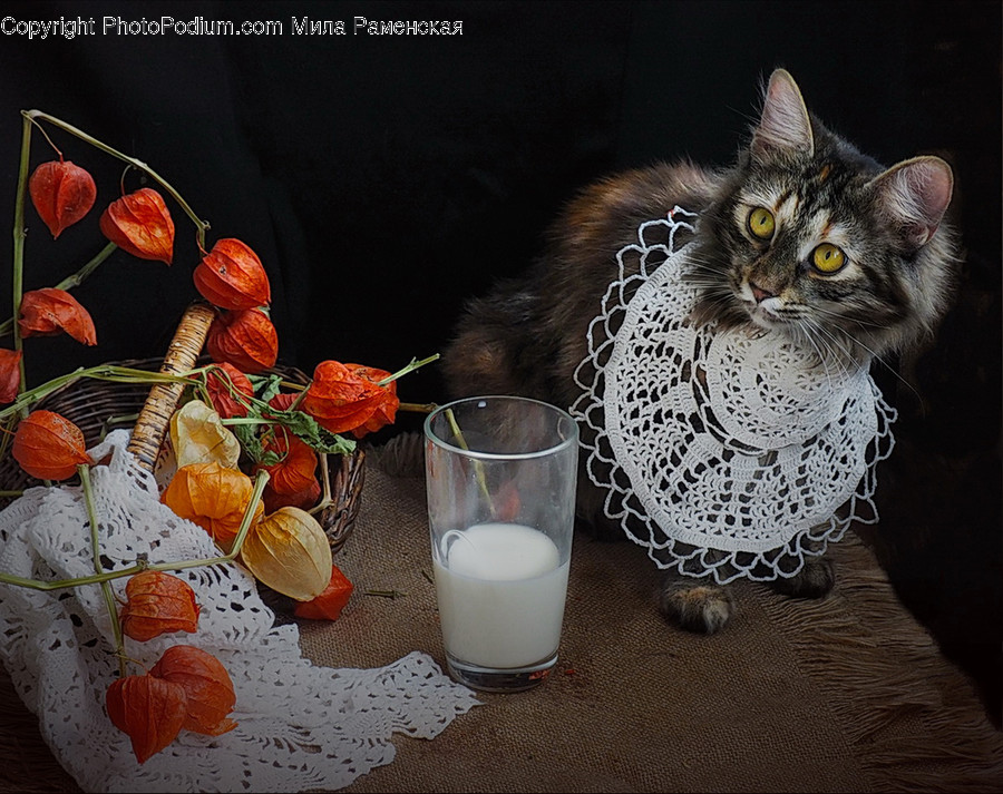 Beverage, Drink, Milk, Glass, Pet