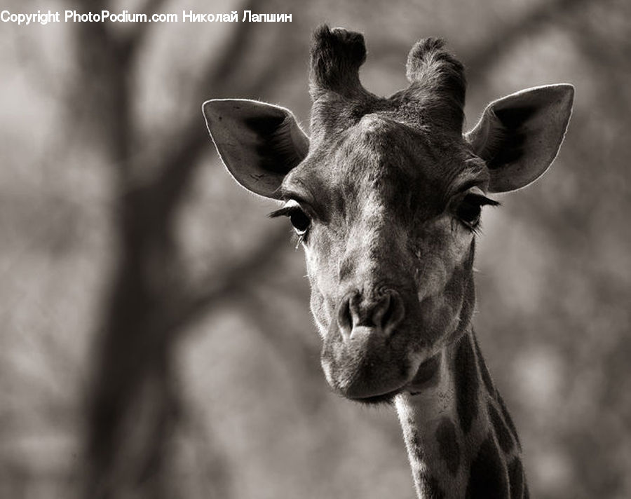 Animal, Giraffe, Mammal, Angus, Bull