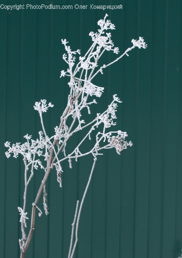 Nature, Outdoors, Ice, Frost, Snow