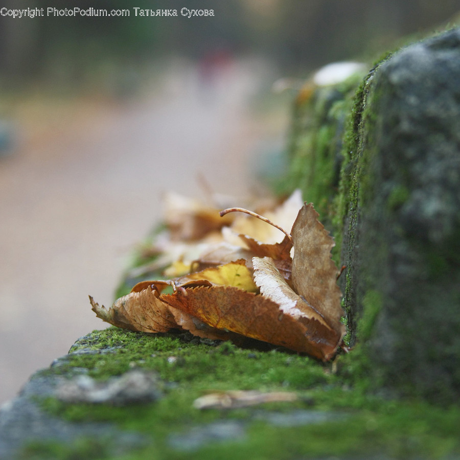 Leaf, Plant, Moss, Algae, Ground