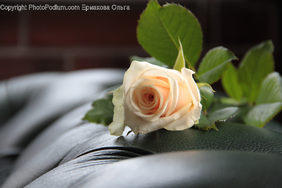 Blossom, Plant, Flower, Rose