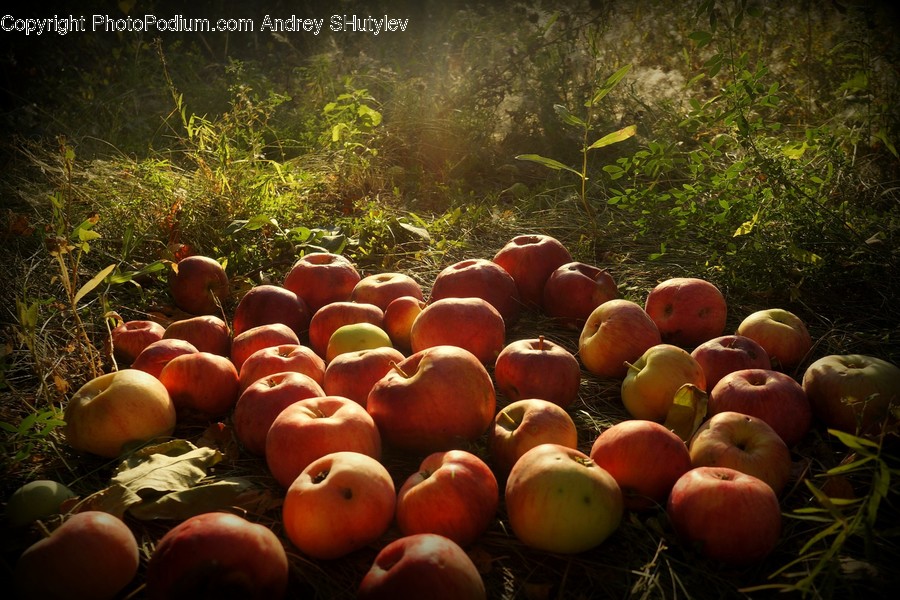 Plant, Fruit, Food, Produce, Egg