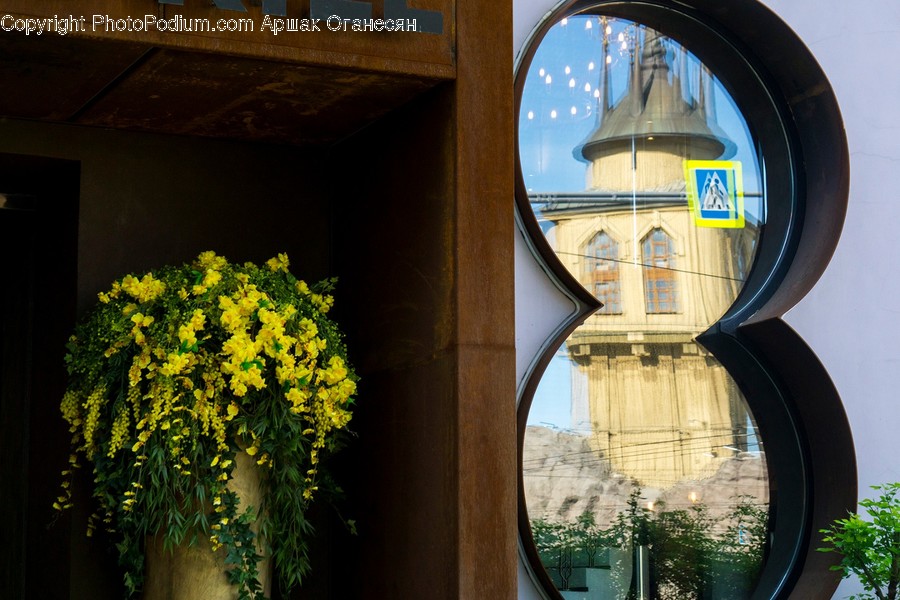 Window, Plant, Flower, Blossom, Building
