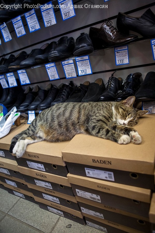 Apparel, Clothing, Shoe, Footwear, Animal