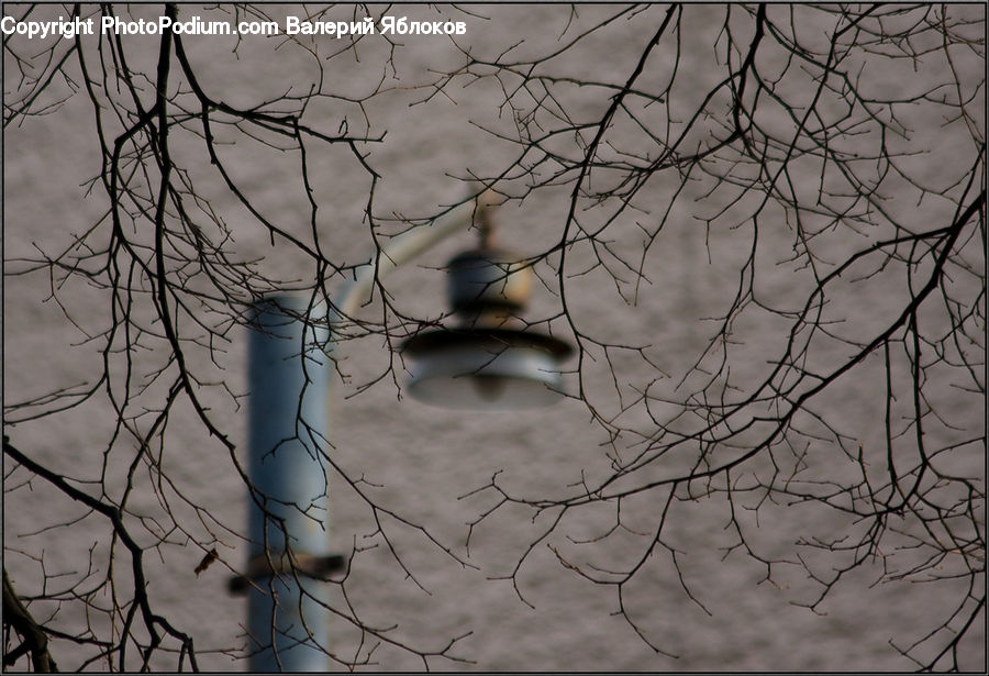 Birch, Tree, Wood, Plant, Oak, Sycamore, Tree Trunk