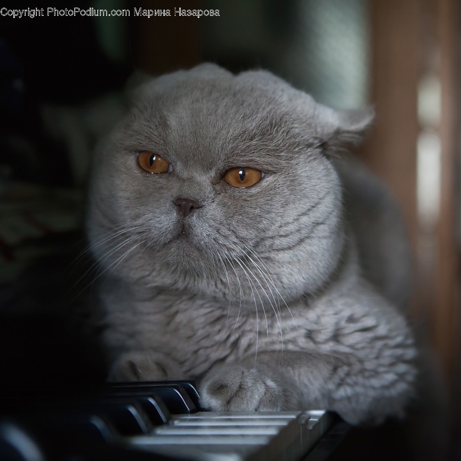 Mammal, Pet, Cat, Animal, Leisure Activities