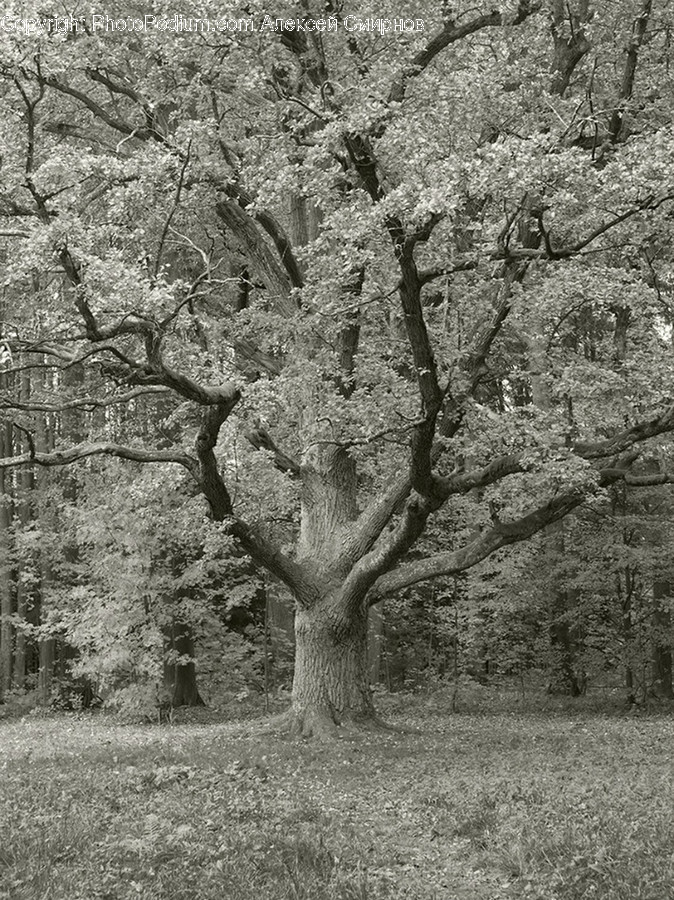 Tree, Plant, Oak, Sycamore, Tree Trunk