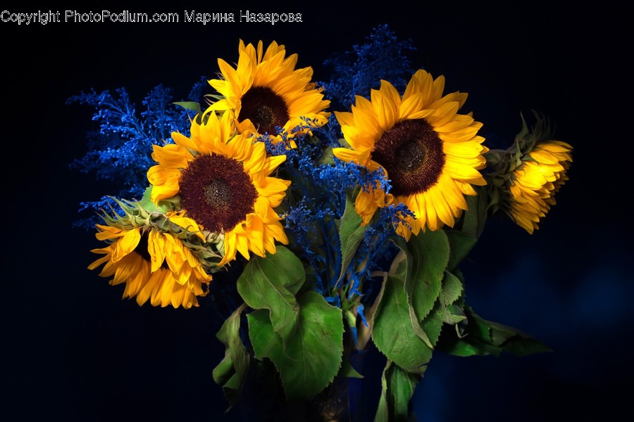 Plant, Flower, Blossom, Sunflower, Bee