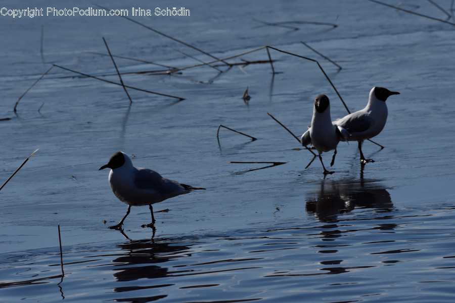 Bird, Animal, Water, Outdoors, Nature