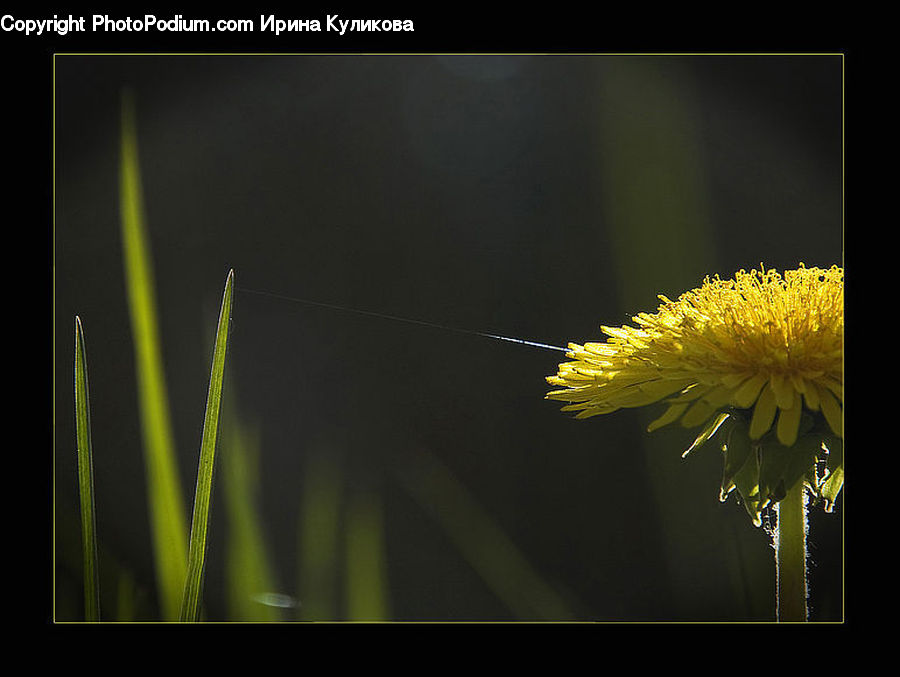 Aurora, Light, Night, Outdoors, Dandelion, Flower, Plant