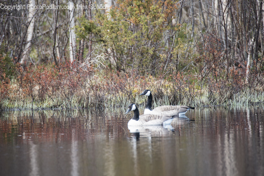 Outdoors, Land, Nature, Animal, Bird