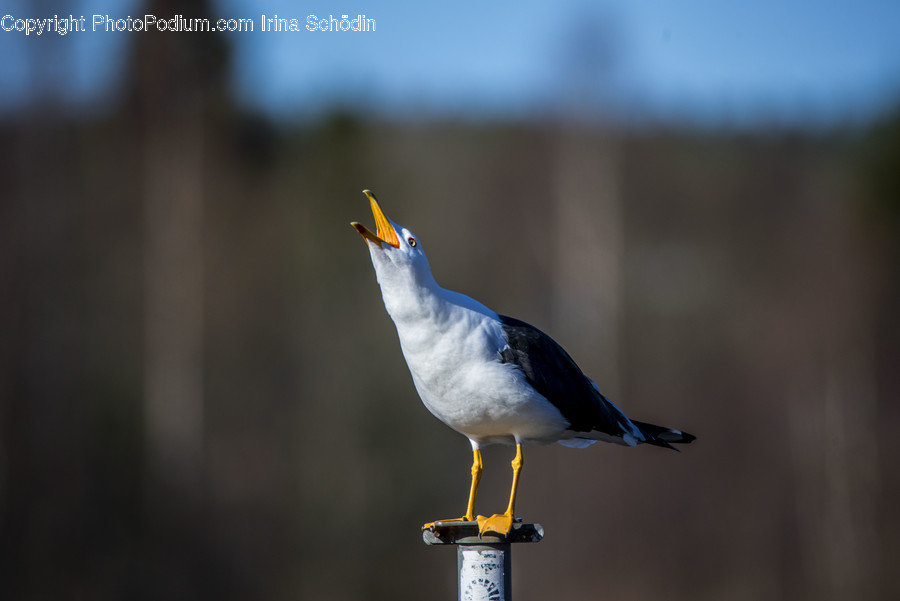 Animal, Bird, Seagull, Beak
