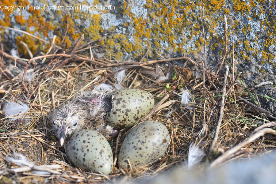 Nest, Bird Nest, Animal, Bird, Food