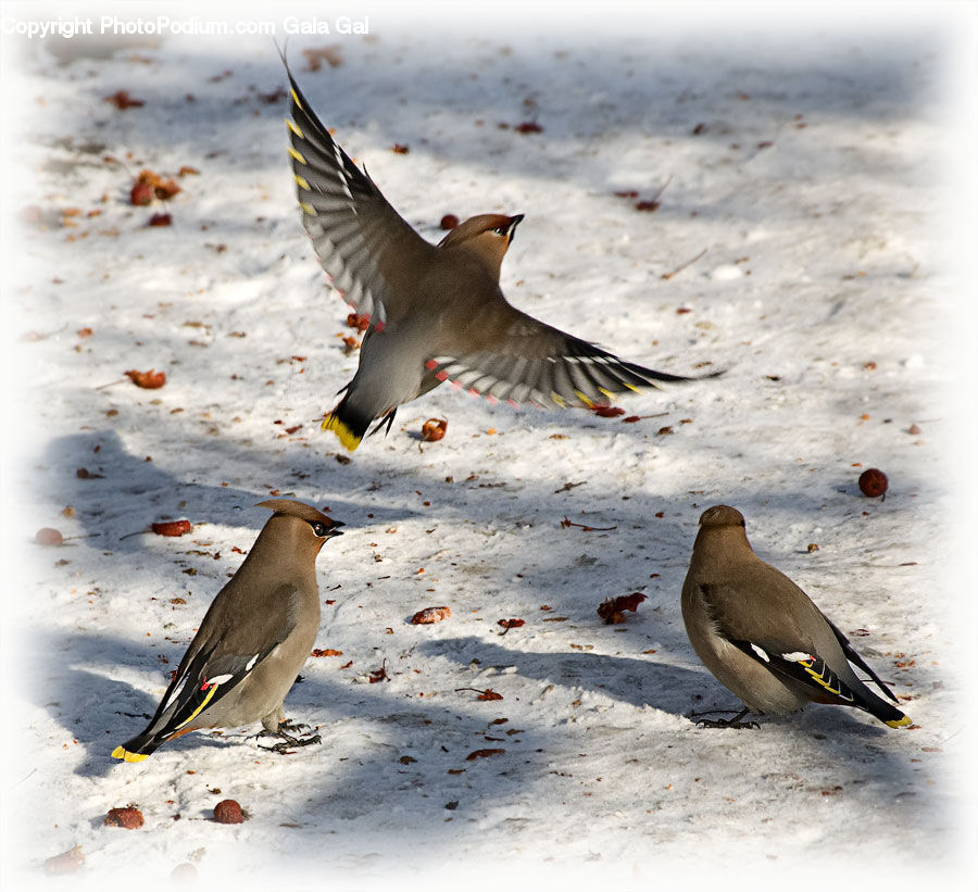 Bird, Dove, Pigeon, Partridge, Beak, Arctic, Ice