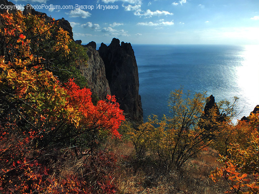 Nature, Outdoors, Cliff, Plant, Tree