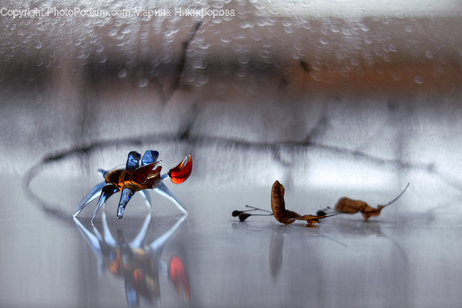 Bird, Animal, Food, Seafood, Invertebrate