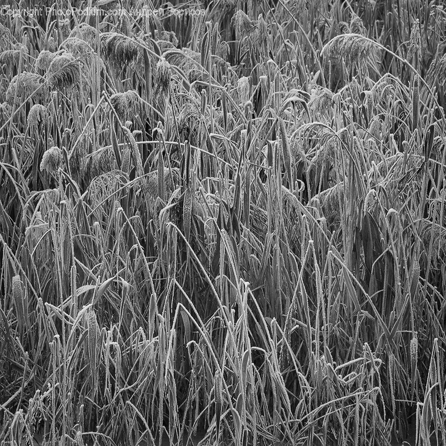 Grass, Plant, Lawn, Reed, Outdoors