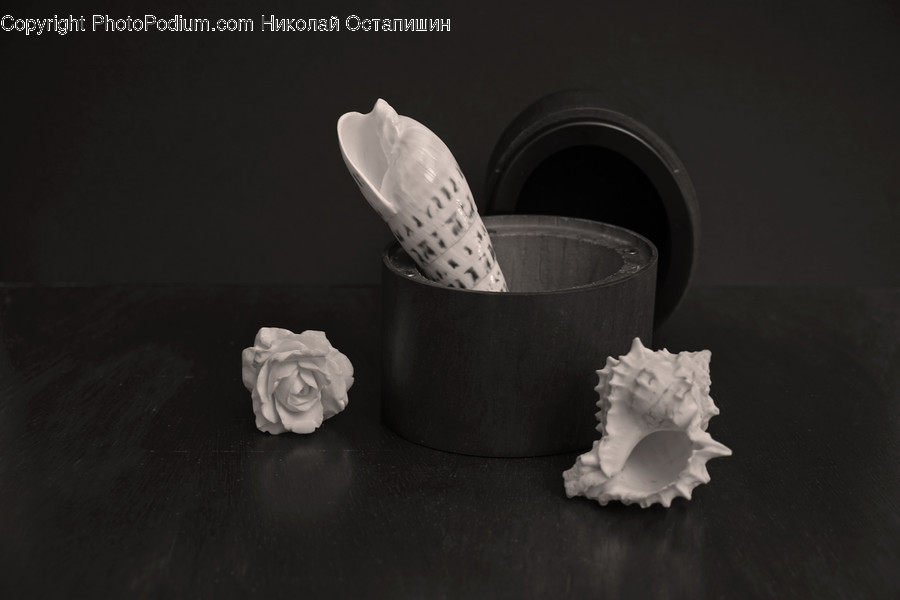 Plant, Rose, Blossom, Flower, Paper