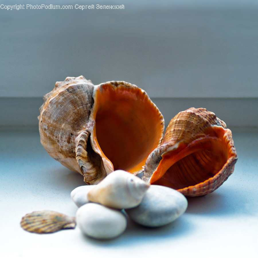 Invertebrate, Animal, Sea Life, Seashell, Clam