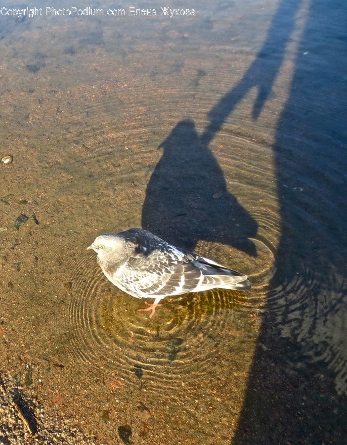 Bird, Animal, Water, Outdoors, Nature