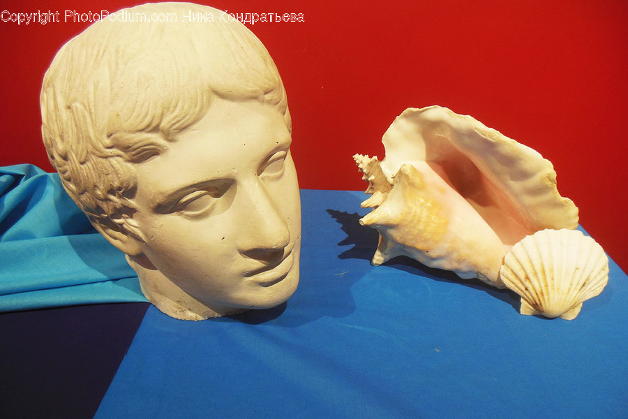 Seashell, Conch, Invertebrate, Sea Life, Animal
