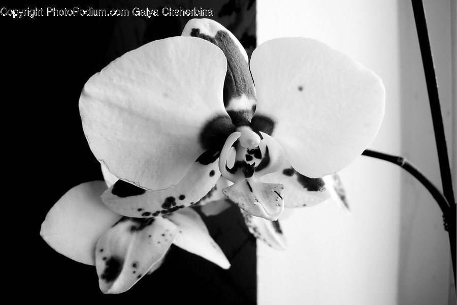 Plant, Flower, Blossom, Orchid