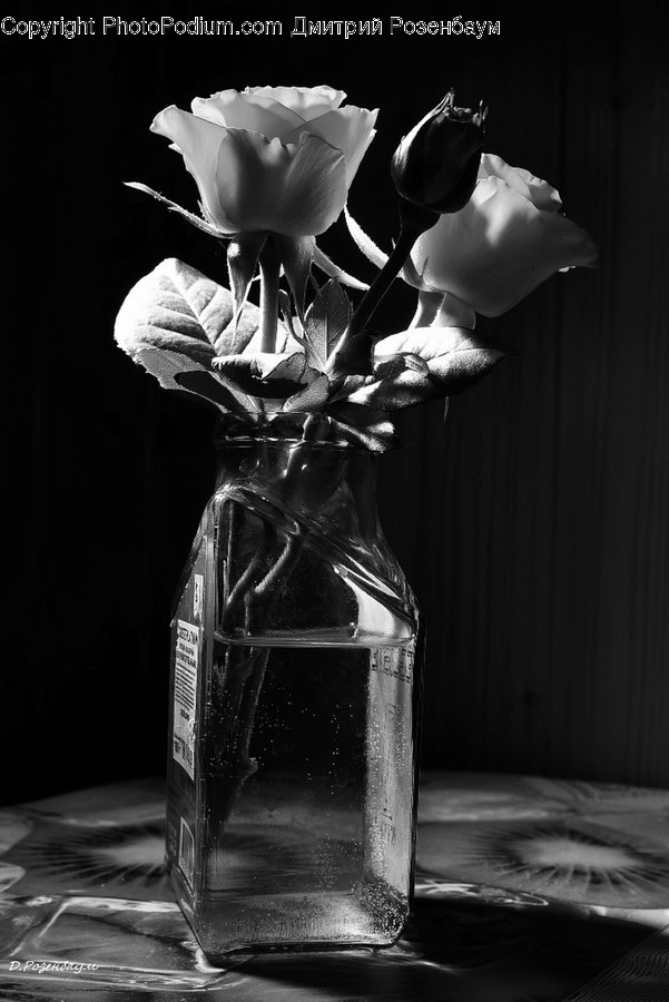 Plant, Flower, Blossom, Rose, Flower Arrangement
